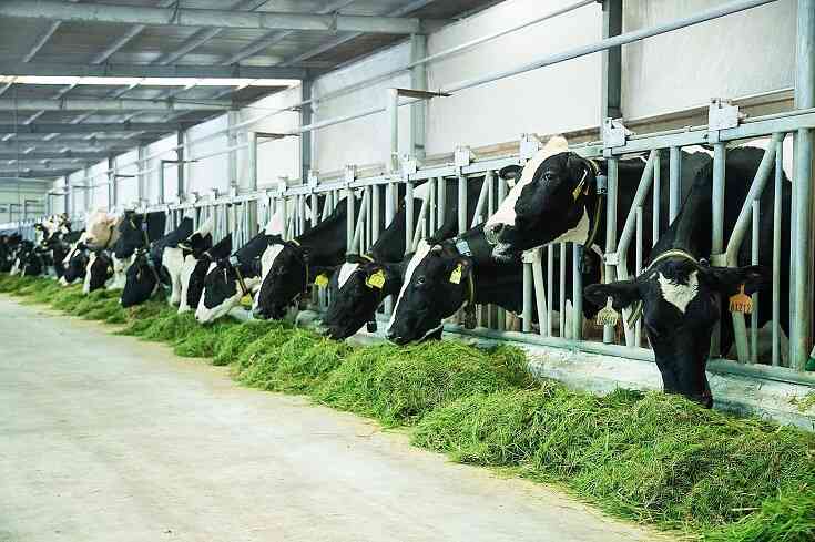 Chăn nuôi bò sữa là đơn hàng có thu nhập tốt và ổn định