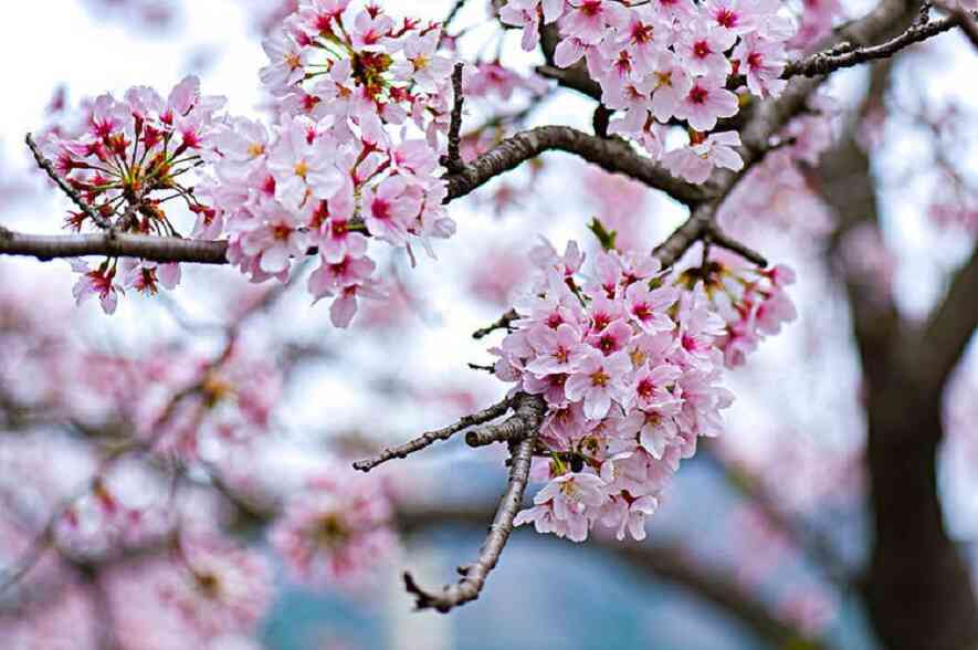 Hoa anh đào -  Vẻ đẹp tinh khiết của đất nước Nhật Bản
